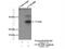 Coiled-Coil Domain Containing 85B antibody, 18282-1-AP, Proteintech Group, Immunoprecipitation image 