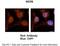 WD Repeat Domain 5 antibody, PA5-41981, Invitrogen Antibodies, Immunohistochemistry frozen image 