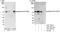 Transcriptional repressor p66-beta antibody, A301-281A, Bethyl Labs, Immunoprecipitation image 