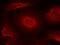 Glutamate Ionotropic Receptor NMDA Type Subunit 2B antibody, GTX50496, GeneTex, Immunofluorescence image 