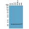 Histone H2B type 1-J antibody, M08989, Boster Biological Technology, Western Blot image 