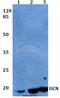 Urocortin antibody, A01807, Boster Biological Technology, Western Blot image 