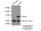 VPS33A Core Subunit Of CORVET And HOPS Complexes antibody, 16896-1-AP, Proteintech Group, Immunoprecipitation image 