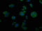 Cellular Communication Network Factor 2 antibody, LS-C285691, Lifespan Biosciences, Immunofluorescence image 