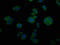 IBP-8 antibody, LS-C285691, Lifespan Biosciences, Immunofluorescence image 