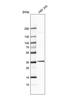 Serine And Arginine Rich Splicing Factor 2 antibody, NBP2-47290, Novus Biologicals, Western Blot image 