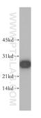 Peroxiredoxin 6 antibody, 13585-1-AP, Proteintech Group, Western Blot image 