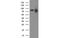 Protein Kinase C Epsilon antibody, MBS837845, MyBioSource, Western Blot image 