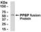 CTAP-III antibody, XW-8155, ProSci, Western Blot image 