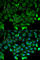 Cullin 3 antibody, A1078, ABclonal Technology, Immunofluorescence image 