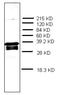 Prothymosin Alpha antibody, AM32968PU-N, Origene, Western Blot image 