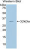 Diacylglycerol Kinase Alpha antibody, LS-C374477, Lifespan Biosciences, Western Blot image 