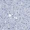 Annexin A1 antibody, HPA011272, Atlas Antibodies, Immunohistochemistry paraffin image 