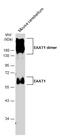 Solute Carrier Family 1 Member 3 antibody, GTX134060, GeneTex, Western Blot image 