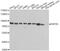 Heat Shock Protein Family A (Hsp70) Member 5 antibody, MBS125484, MyBioSource, Western Blot image 