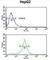 Ubiquitin-associated protein 1 antibody, abx034126, Abbexa, Western Blot image 