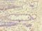 Tripartite Motif Containing 17 antibody, LS-C380413, Lifespan Biosciences, Immunohistochemistry paraffin image 