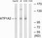 ATPase Na+/K+ Transporting Subunit Alpha 2 antibody, A02064, Boster Biological Technology, Western Blot image 