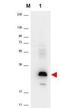 C-C Motif Chemokine Ligand 20 antibody, orb345136, Biorbyt, Western Blot image 