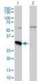 Myeloid Leukemia Factor 2 antibody, H00008079-M01, Novus Biologicals, Western Blot image 