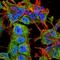 Adhesion Molecule With Ig Like Domain 1 antibody, NBP2-22413, Novus Biologicals, Immunocytochemistry image 