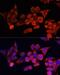 Toll Like Receptor 2 antibody, LS-C746917, Lifespan Biosciences, Immunofluorescence image 