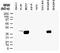 Caspase Recruitment Domain Family Member 8 antibody, A03404, Boster Biological Technology, Western Blot image 