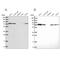 Sorting Nexin 1 antibody, NBP2-56957, Novus Biologicals, Western Blot image 