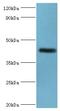 NPR2 Like, GATOR1 Complex Subunit antibody, LS-C378527, Lifespan Biosciences, Western Blot image 