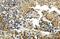 Histone Deacetylase 4 antibody, A00971-1, Boster Biological Technology, Immunohistochemistry paraffin image 