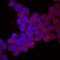 Protocadherin Related 15 antibody, AF6729, R&D Systems, Immunofluorescence image 