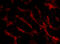 TNF Receptor Superfamily Member 12A antibody, A06261, Boster Biological Technology, Immunofluorescence image 