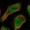 EP300 Interacting Inhibitor Of Differentiation 1 antibody, NBP2-47355, Novus Biologicals, Immunofluorescence image 