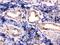 Tripeptidyl Peptidase 1 antibody, PB9899, Boster Biological Technology, Immunohistochemistry frozen image 