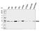 Casein Kinase 2 Alpha 1 antibody, A04722-1, Boster Biological Technology, Western Blot image 