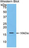 Pro-interleukin-16 antibody, LS-C305056, Lifespan Biosciences, Western Blot image 