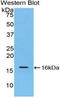 Interleukin 16 antibody, LS-C305056, Lifespan Biosciences, Western Blot image 