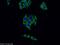 Serpin Family A Member 10 antibody, 60113-1-Ig, Proteintech Group, Immunofluorescence image 