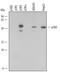 Mitogen-Activated Protein Kinase 13 antibody, AF1519, R&D Systems, Western Blot image 