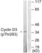 G1/S-specific cyclin-D3 antibody, LS-C198863, Lifespan Biosciences, Western Blot image 