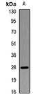 RNA Transcription, Translation And Transport Factor antibody, LS-C668609, Lifespan Biosciences, Western Blot image 