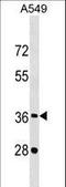 CREB/ATF BZIP Transcription Factor antibody, LS-C159404, Lifespan Biosciences, Western Blot image 