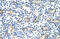 Basic Leucine Zipper Nuclear Factor 1 antibody, 28-852, ProSci, Immunohistochemistry frozen image 