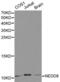 NEDD8 Ubiquitin Like Modifier antibody, LS-C192417, Lifespan Biosciences, Western Blot image 