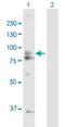 AFG3 Like Matrix AAA Peptidase Subunit 2 antibody, H00010939-B01P, Novus Biologicals, Western Blot image 