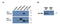 Signal Transducer And Activator Of Transcription 5A antibody, 43-153, ProSci, Western Blot image 