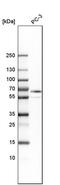 Actin Binding LIM Protein Family Member 3 antibody, PA5-51874, Invitrogen Antibodies, Western Blot image 