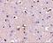 Aph-1 Homolog A, Gamma-Secretase Subunit antibody, A04859, Boster Biological Technology, Immunohistochemistry frozen image 