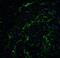SRY-Box 2 antibody, A00105, Boster Biological Technology, Immunofluorescence image 