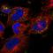 Ribosomal Protein S6 Kinase C1 antibody, HPA031565, Atlas Antibodies, Immunofluorescence image 